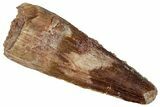 Fossil Spinosaurus Tooth - Real Dinosaur Tooth #360121-1